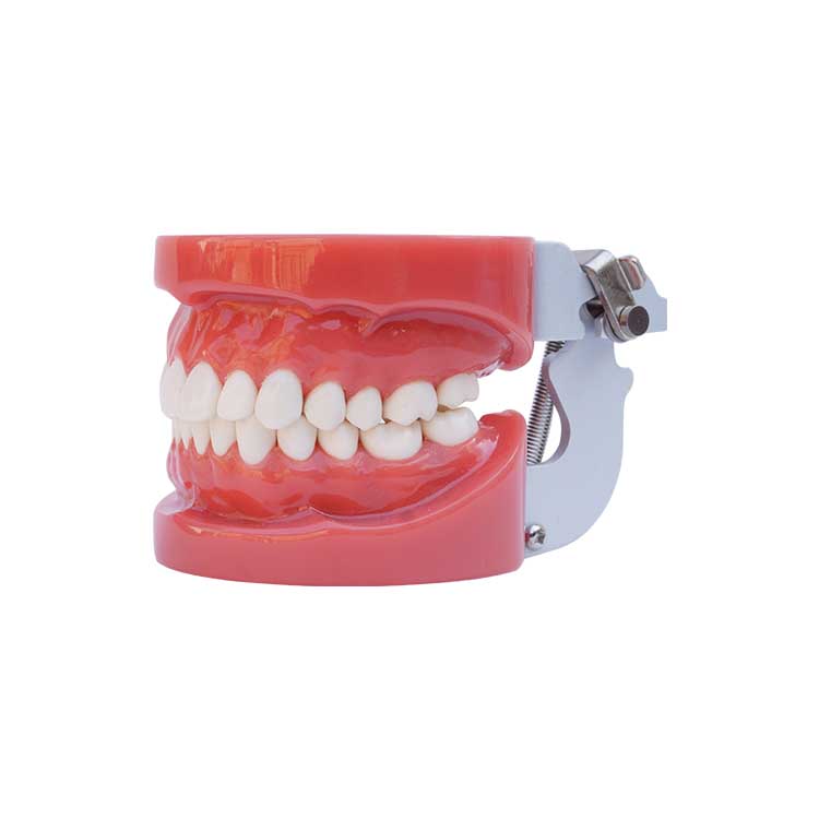  A0005 Dental Standard Study Teeth Model